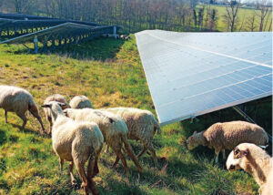 Creșterea ovinelor în parcuri fotovoltaice